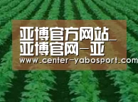 种植基地六(图1)