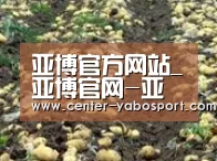 种植基地八(图1)